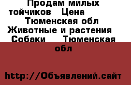 Продам милых тойчиков › Цена ­ 6 000 - Тюменская обл. Животные и растения » Собаки   . Тюменская обл.